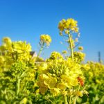 菜の花とミツバチ