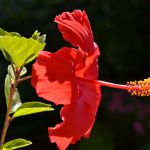 仏桑花