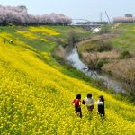 利根運河の菜の花と桜