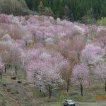 桜峠の谷一面の桜