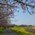 運河の花見　桜と菜の花1