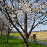 運河の花見　桜と菜の花2