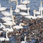 憩う水鳥たち（瓢湖）