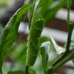 朝露を頭と背に蜜柑の木のクロアゲハの幼虫