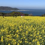 能古島の菜の花、奥は金印の島