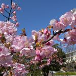 河津桜