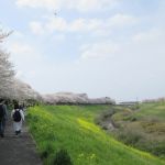 利根運河のさくらと菜の花