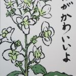 柏葉紫陽花