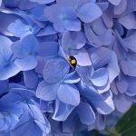紫陽花
