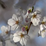 朝桜