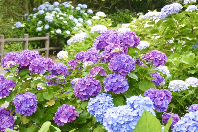 紫陽花のイメージ