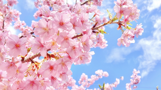 桜のイメージ