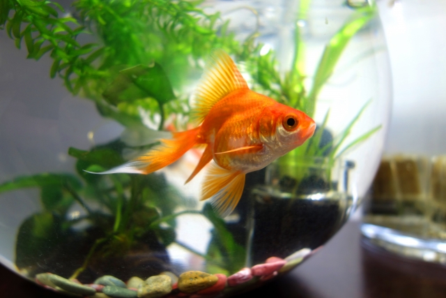 金魚のイメージ